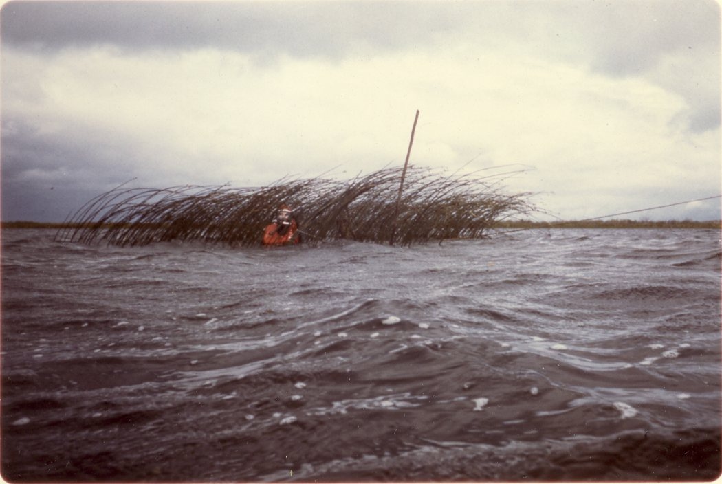 A diver appears just out of the water. The water is choppy and behind the diver is a patch of reeds. 